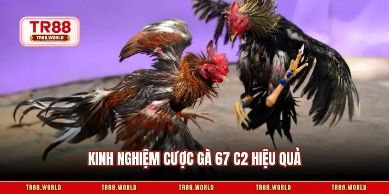 Kinh nghiệm cược gà 67 c2 hiệu quả
